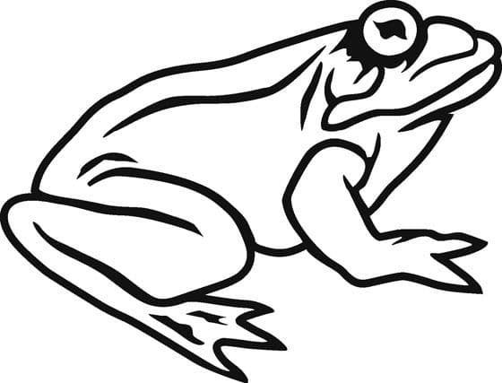 Frog